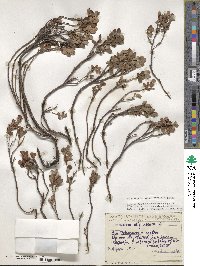 Vaccinium uliginosum image