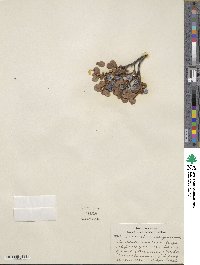 Vaccinium uliginosum image