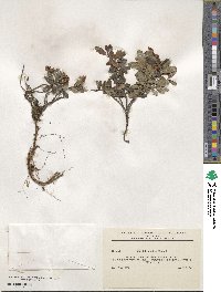 Vaccinium vitis-idaea image