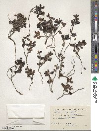 Vaccinium vitis-idaea image