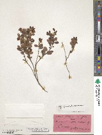 Vaccinium vitis-idaea image