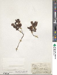 Vaccinium vitis-idaea image