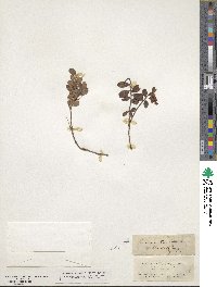 Vaccinium vitis-idaea image