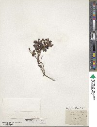Vaccinium vitis-idaea image