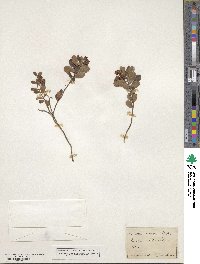 Vaccinium vitis-idaea image