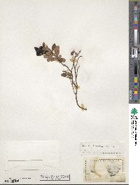 Vaccinium vitis-idaea image