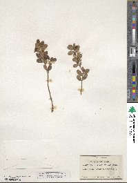 Vaccinium vitis-idaea image