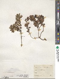 Vaccinium vitis-idaea image