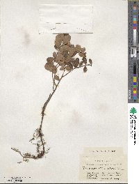 Vaccinium vitis-idaea image