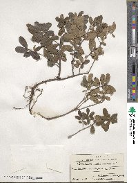 Vaccinium vitis-idaea image