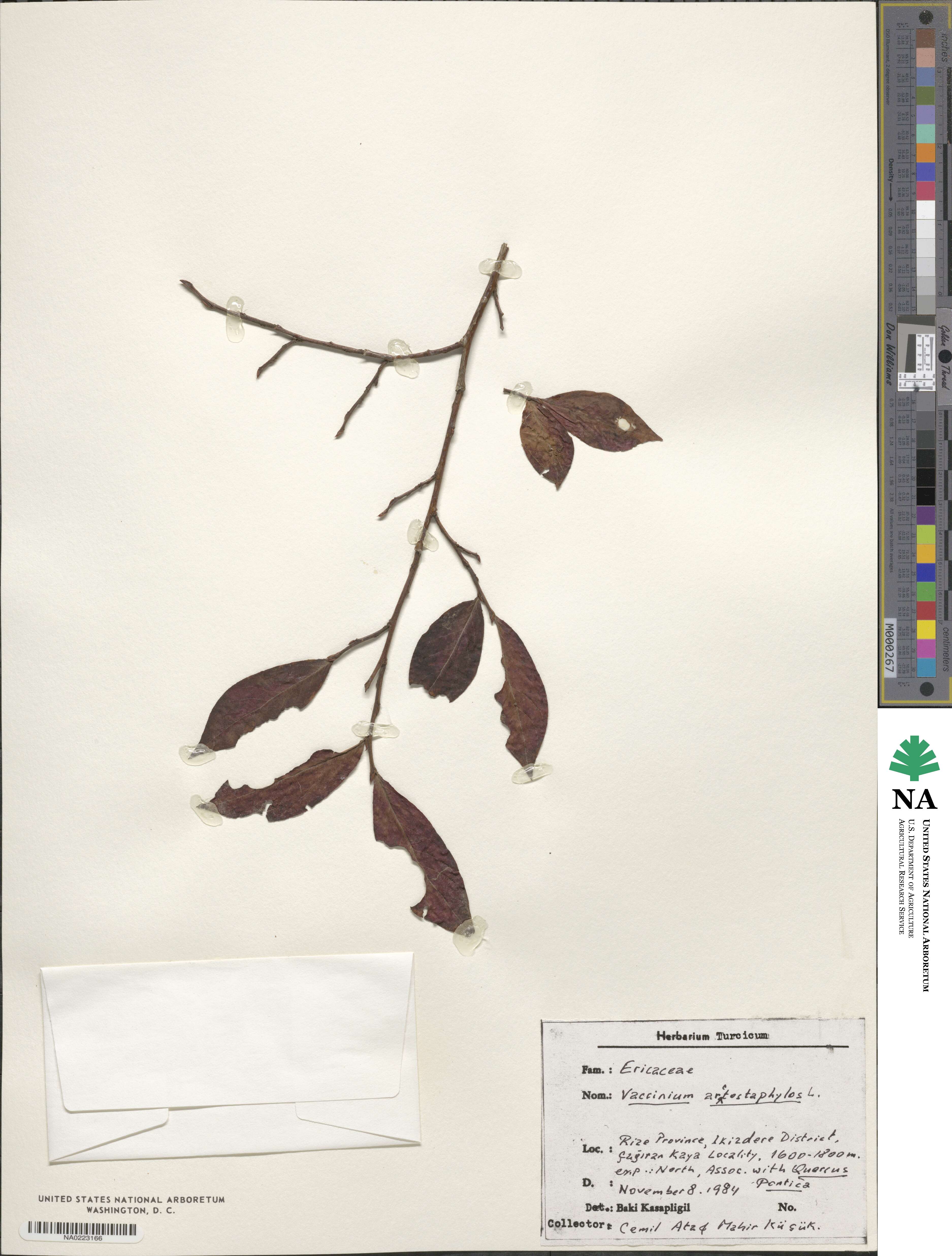 Vaccinium arctostaphylos image
