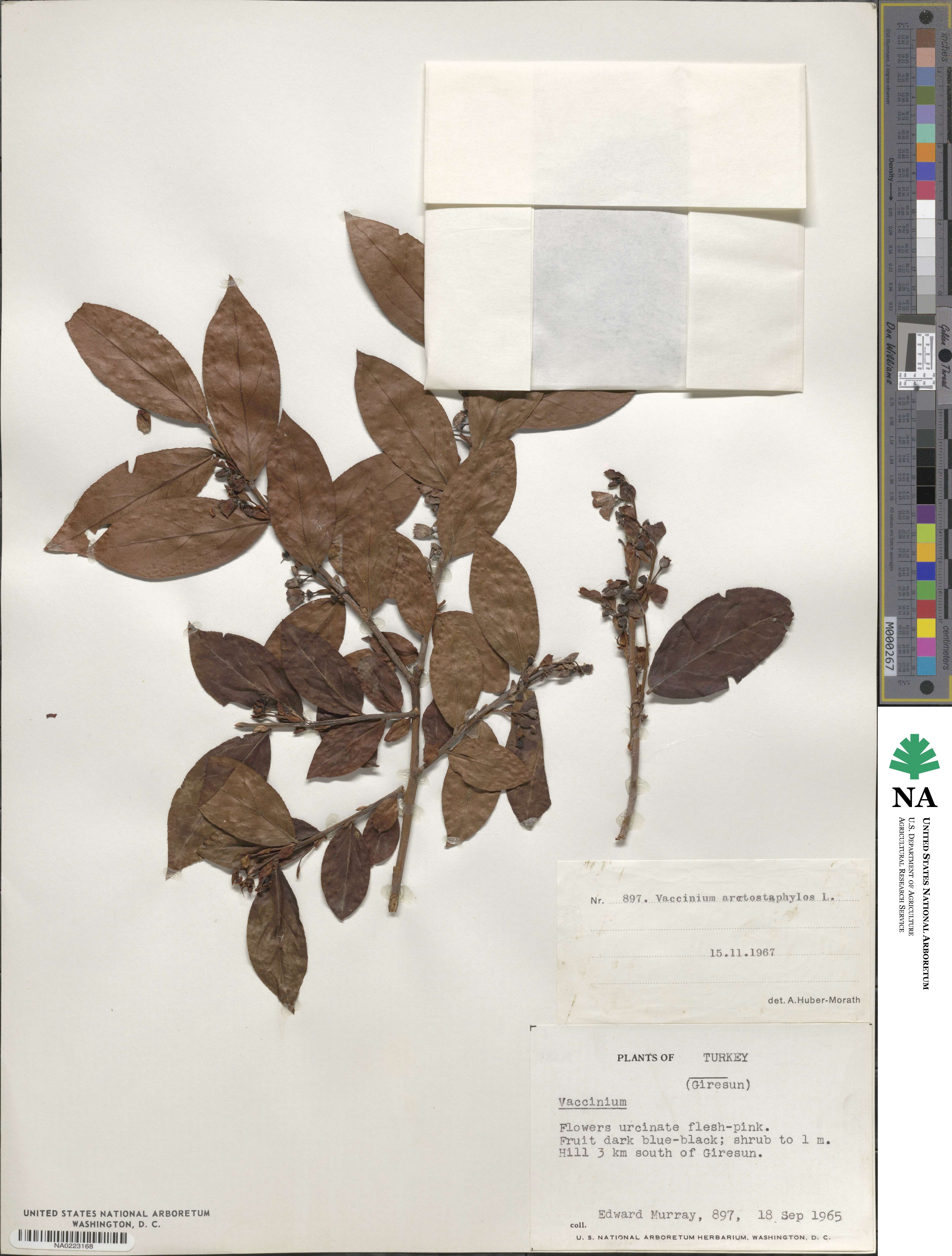 Vaccinium arctostaphylos image