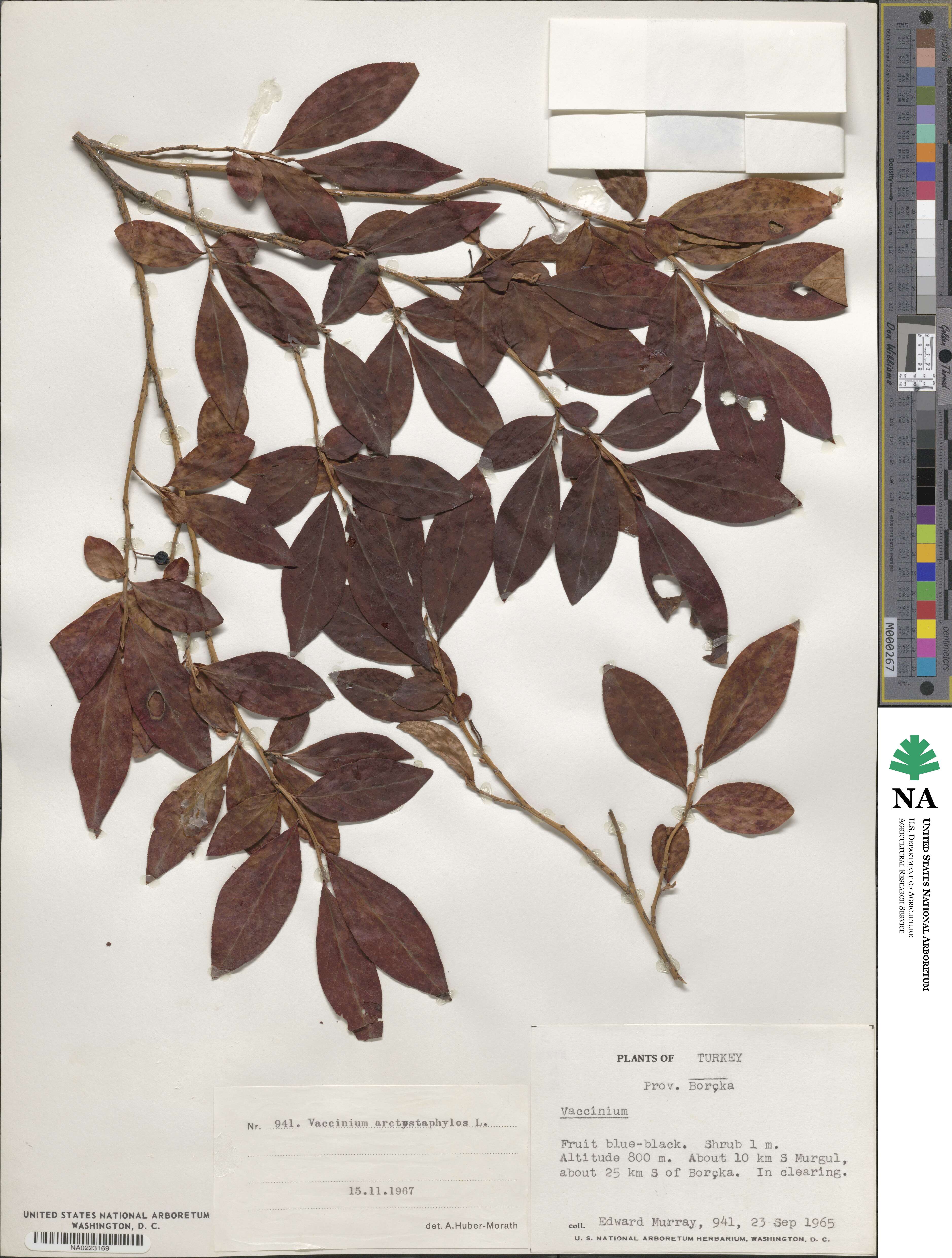 Vaccinium arctostaphylos image