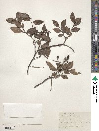 Vaccinium bracteatum image