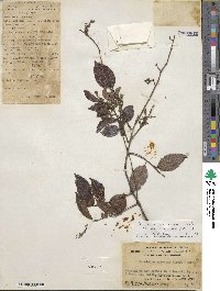 Vaccinium bracteatum image