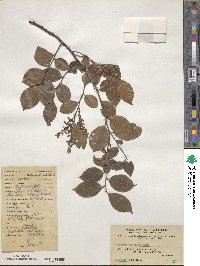 Vaccinium bracteatum image