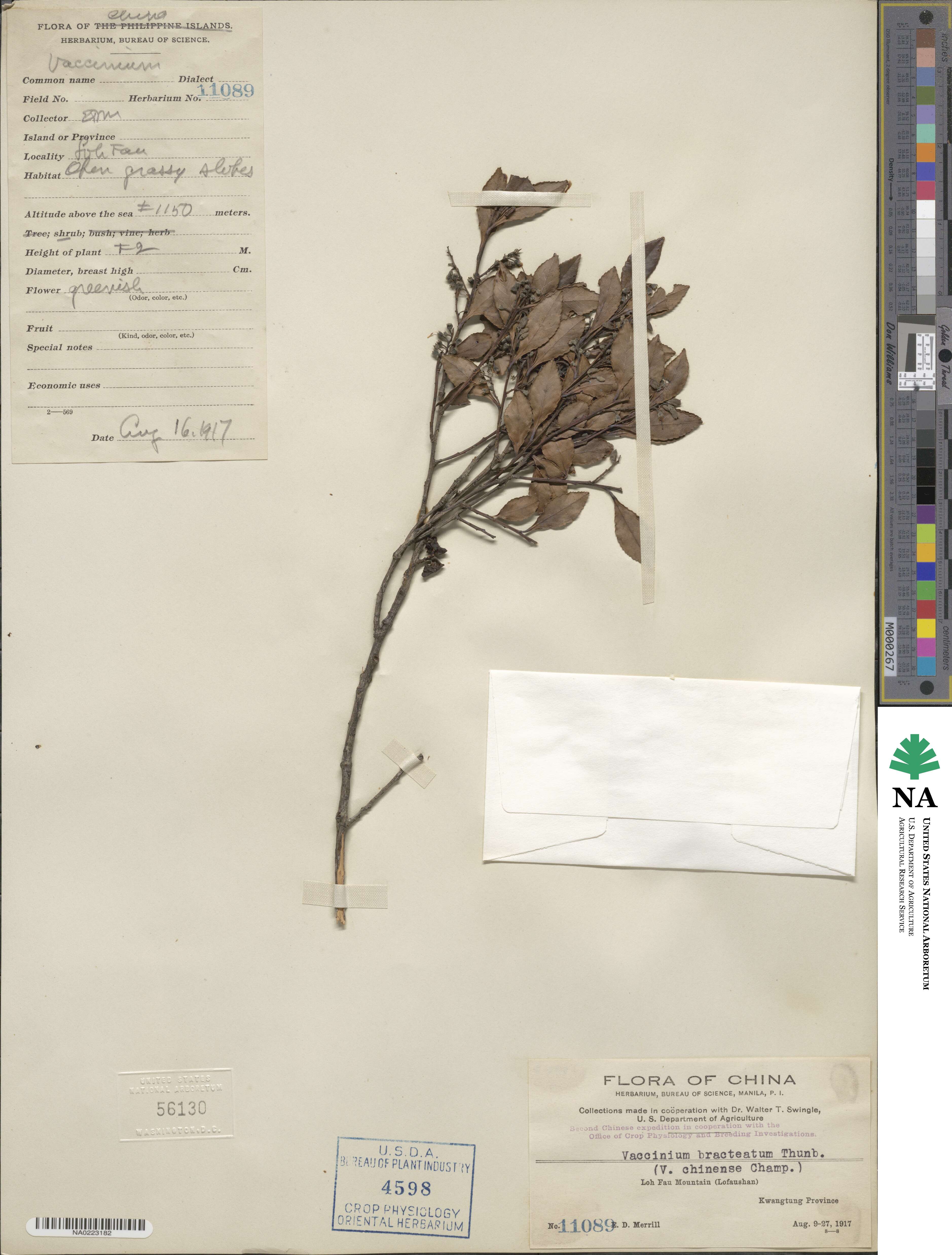 Vaccinium bracteatum image