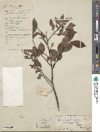 Vaccinium bracteatum image