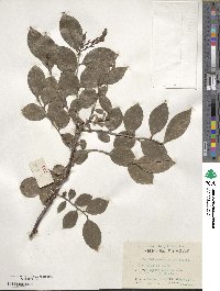 Vaccinium bracteatum image