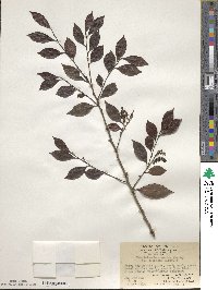 Vaccinium bracteatum image