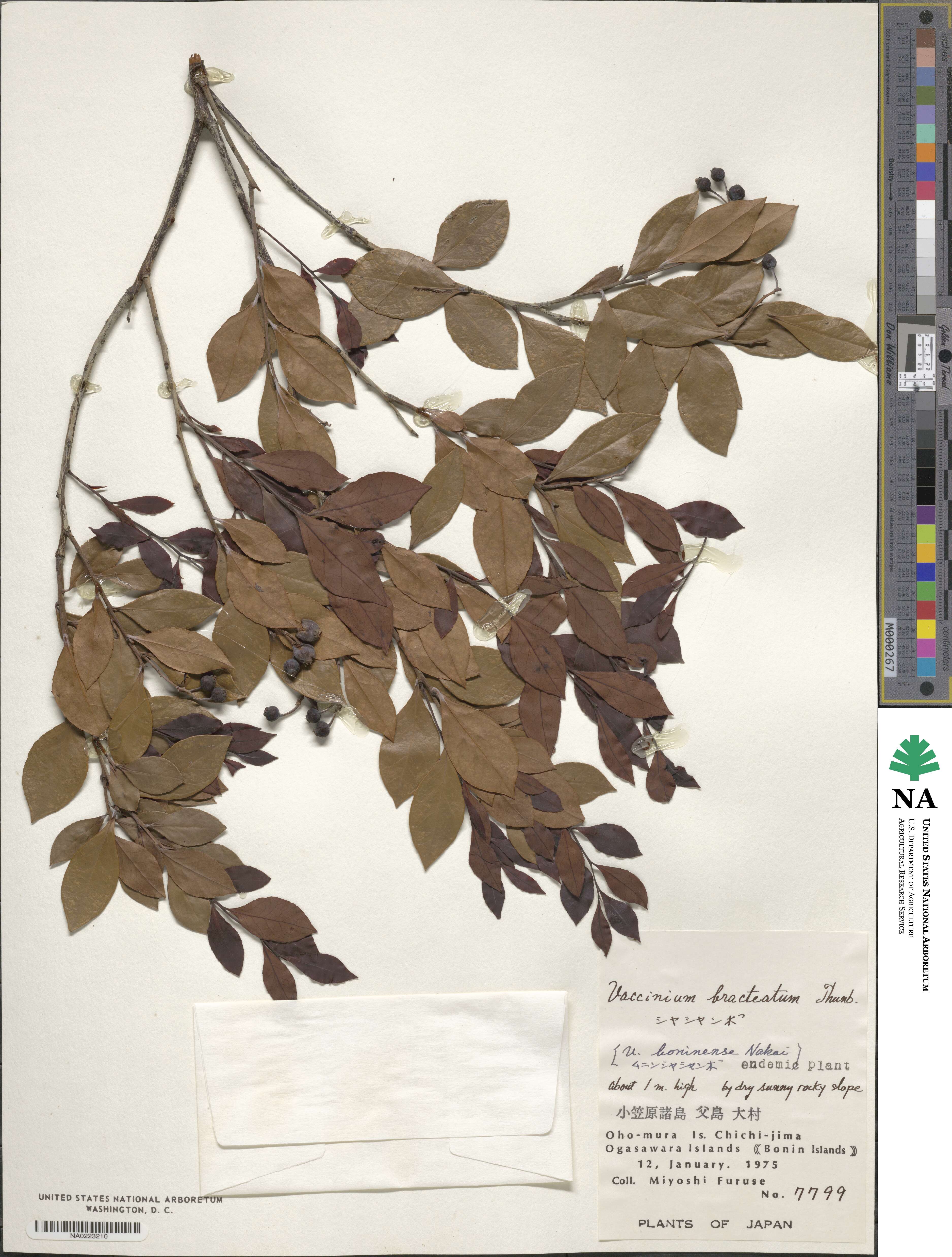 Vaccinium bracteatum image