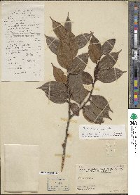 Vaccinium chunii image