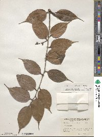 Vaccinium chunii image