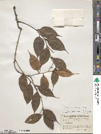 Vaccinium chunii image