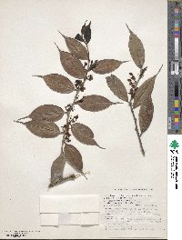 Vaccinium dunalianum image