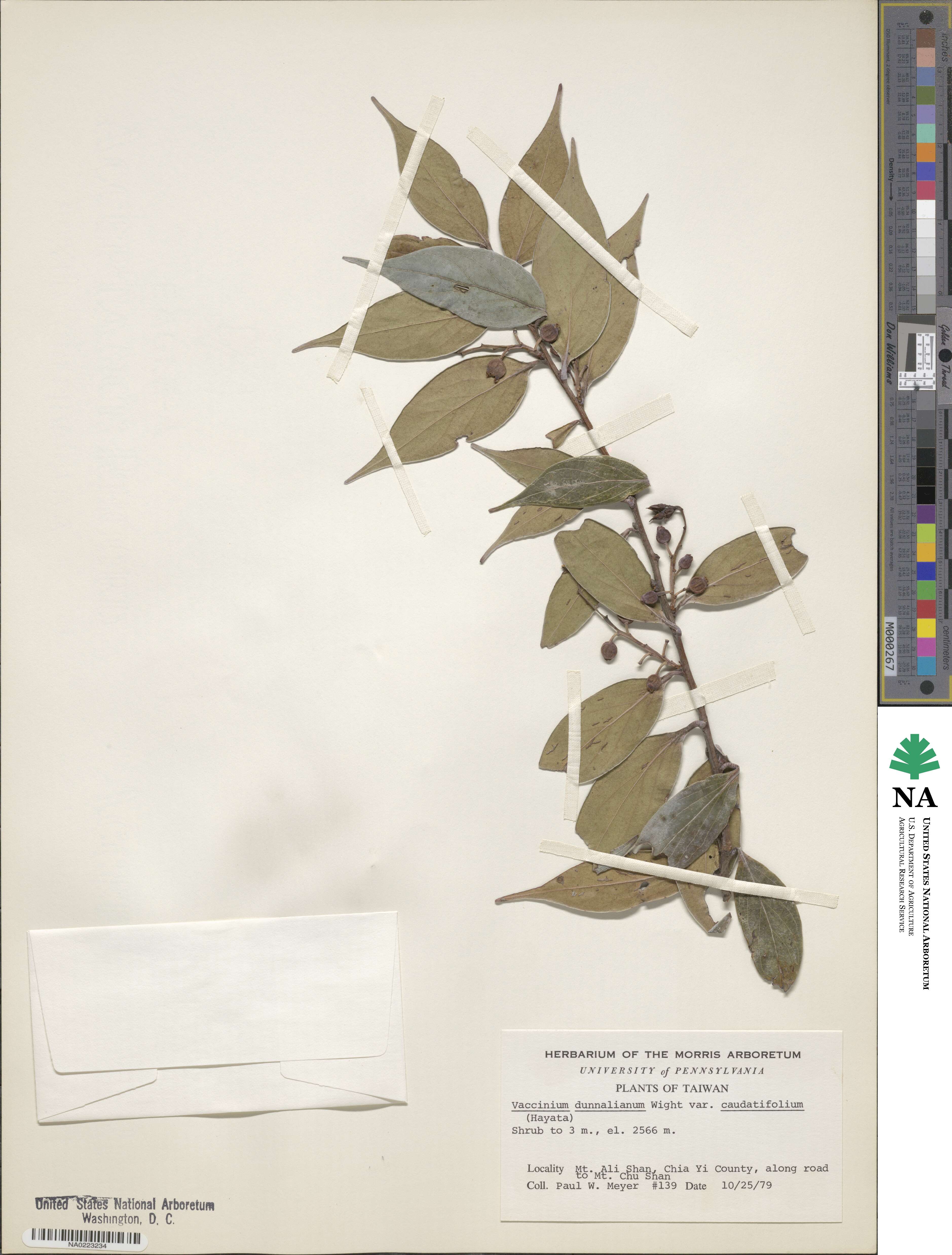 Vaccinium dunalianum image