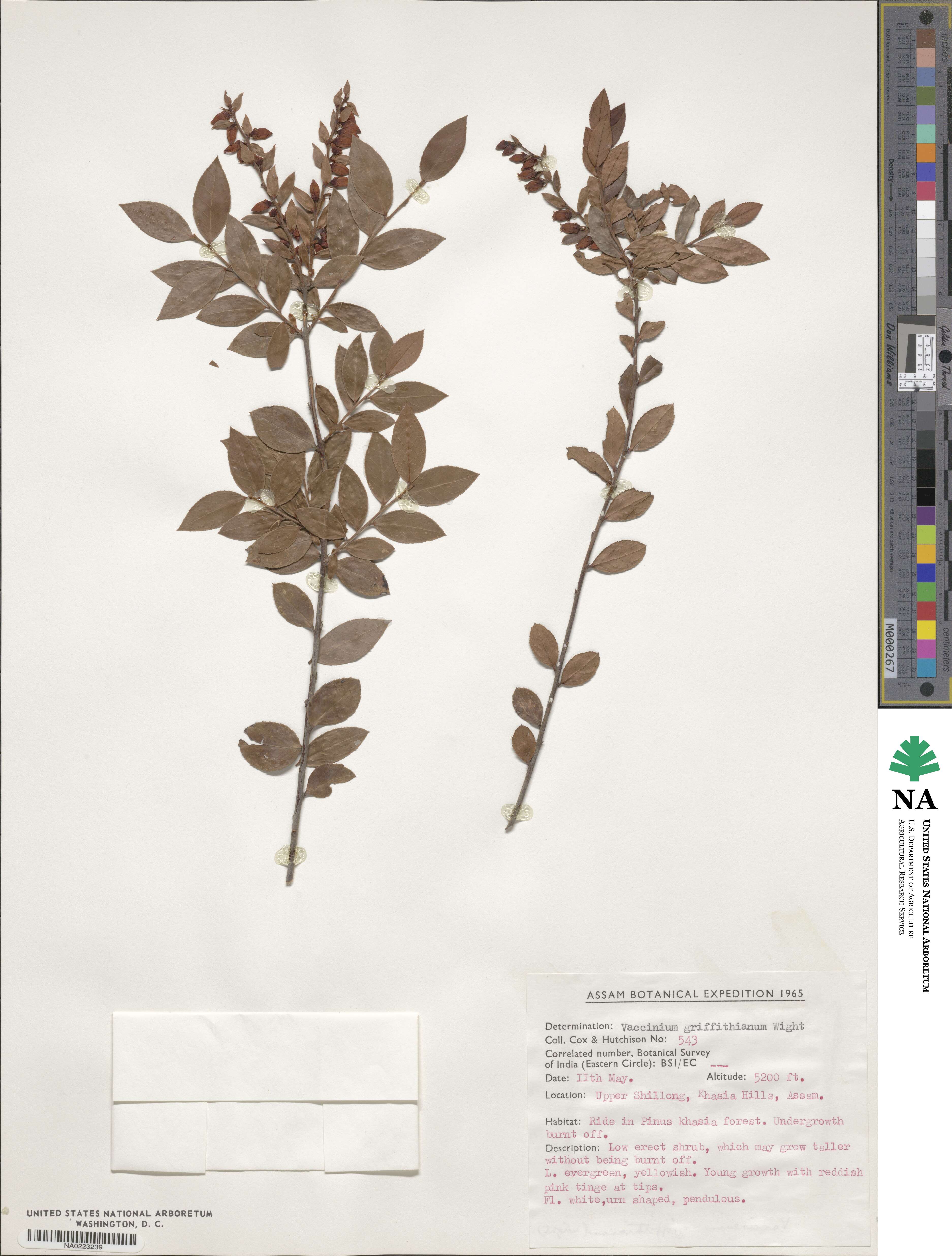 Vaccinium griffithianum image