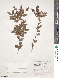 Image of Vaccinium griffithianum