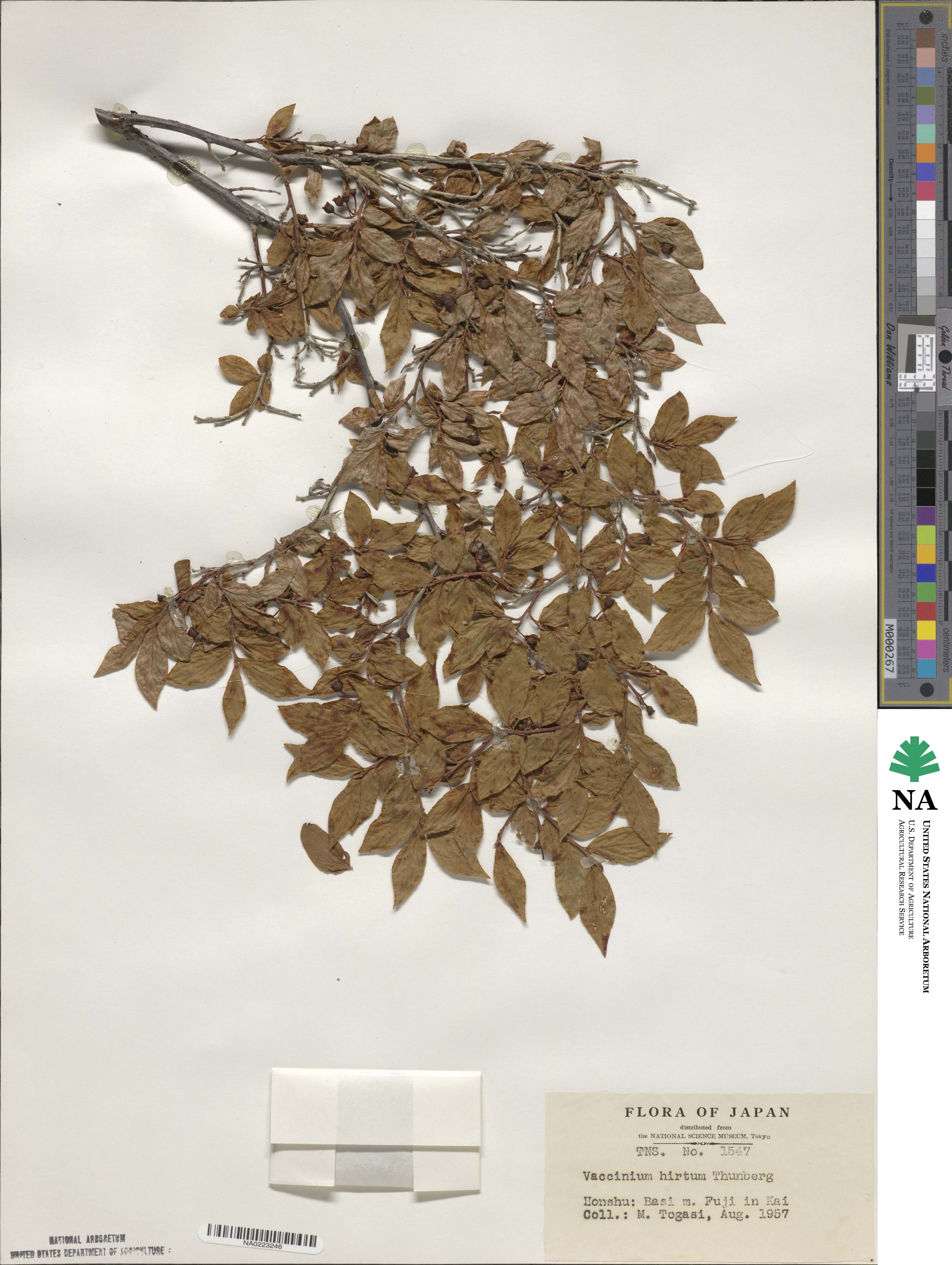 Vaccinium hirtum image