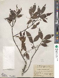 Vaccinium iteophyllum image