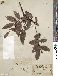 Vaccinium iteophyllum image