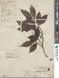 Vaccinium iteophyllum image