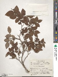 Vaccinium japonicum image