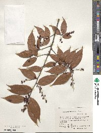 Vaccinium mandarinorum image