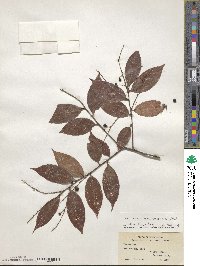 Vaccinium mandarinorum image