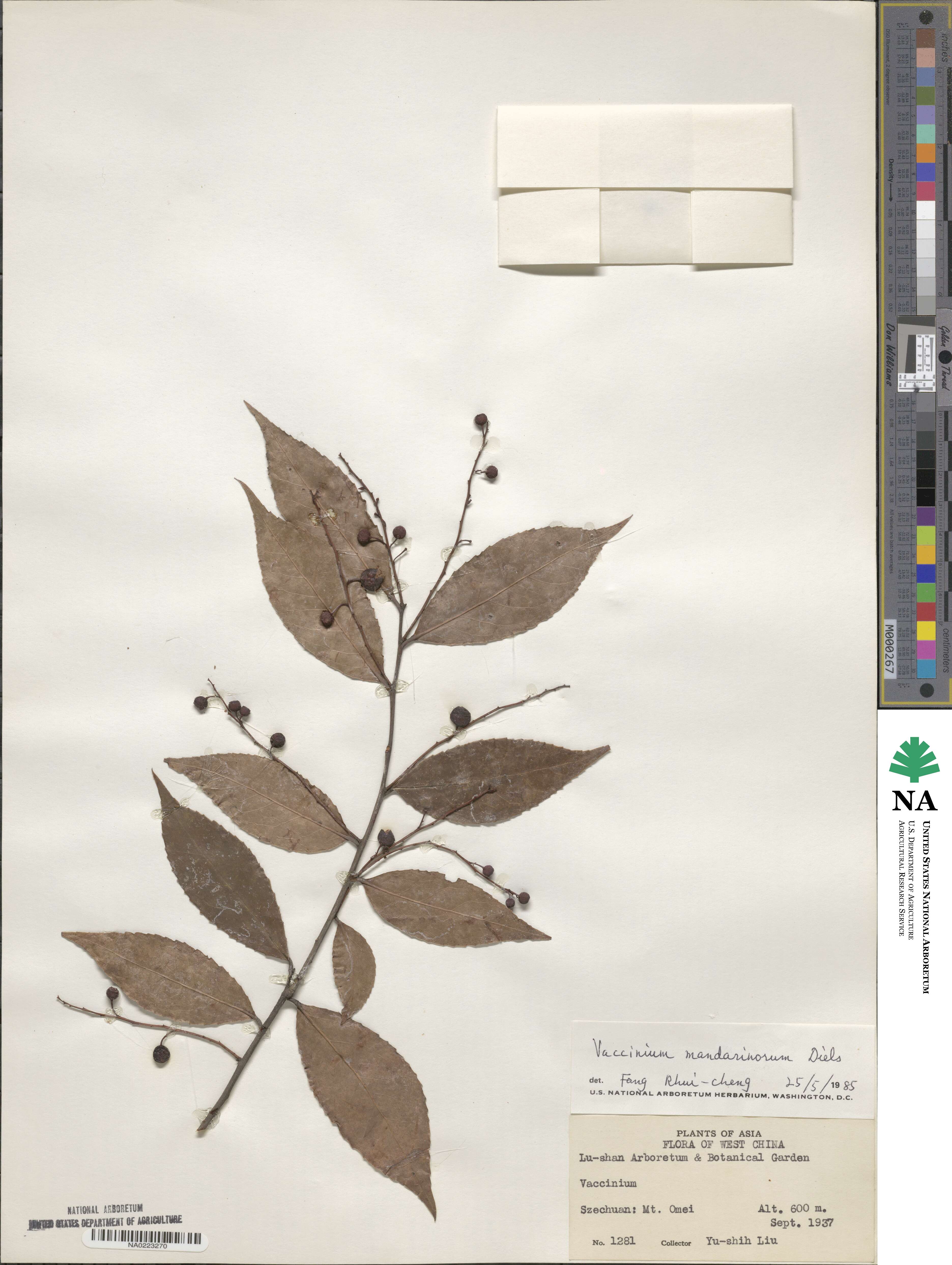 Vaccinium mandarinorum image