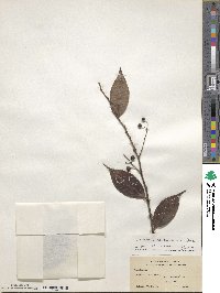 Vaccinium mandarinorum image