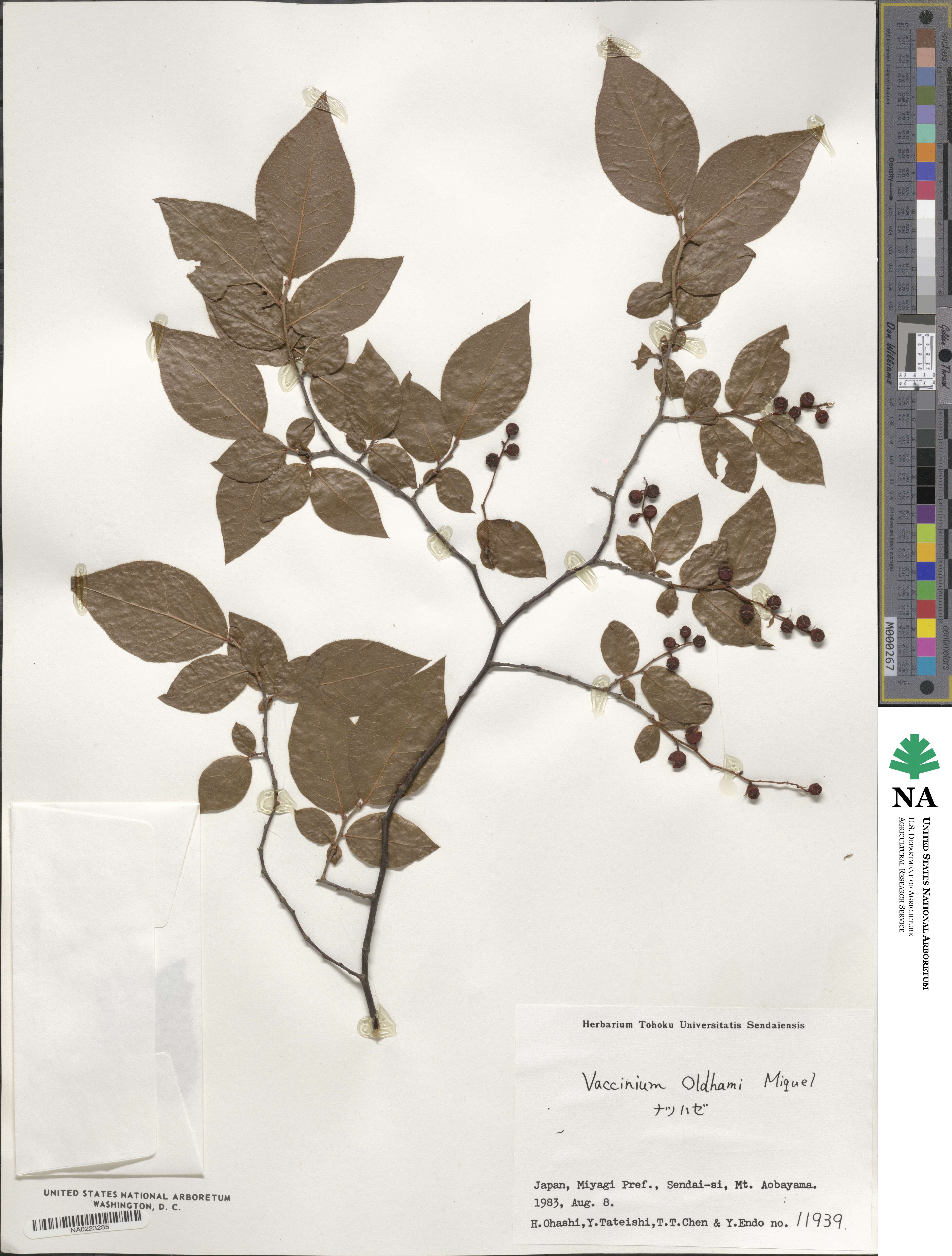 Vaccinium oldhamii image