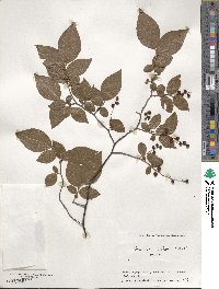 Vaccinium oldhamii image