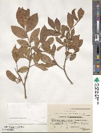 Vaccinium ovalifolium image
