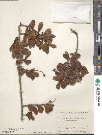 Vaccinium retusum image