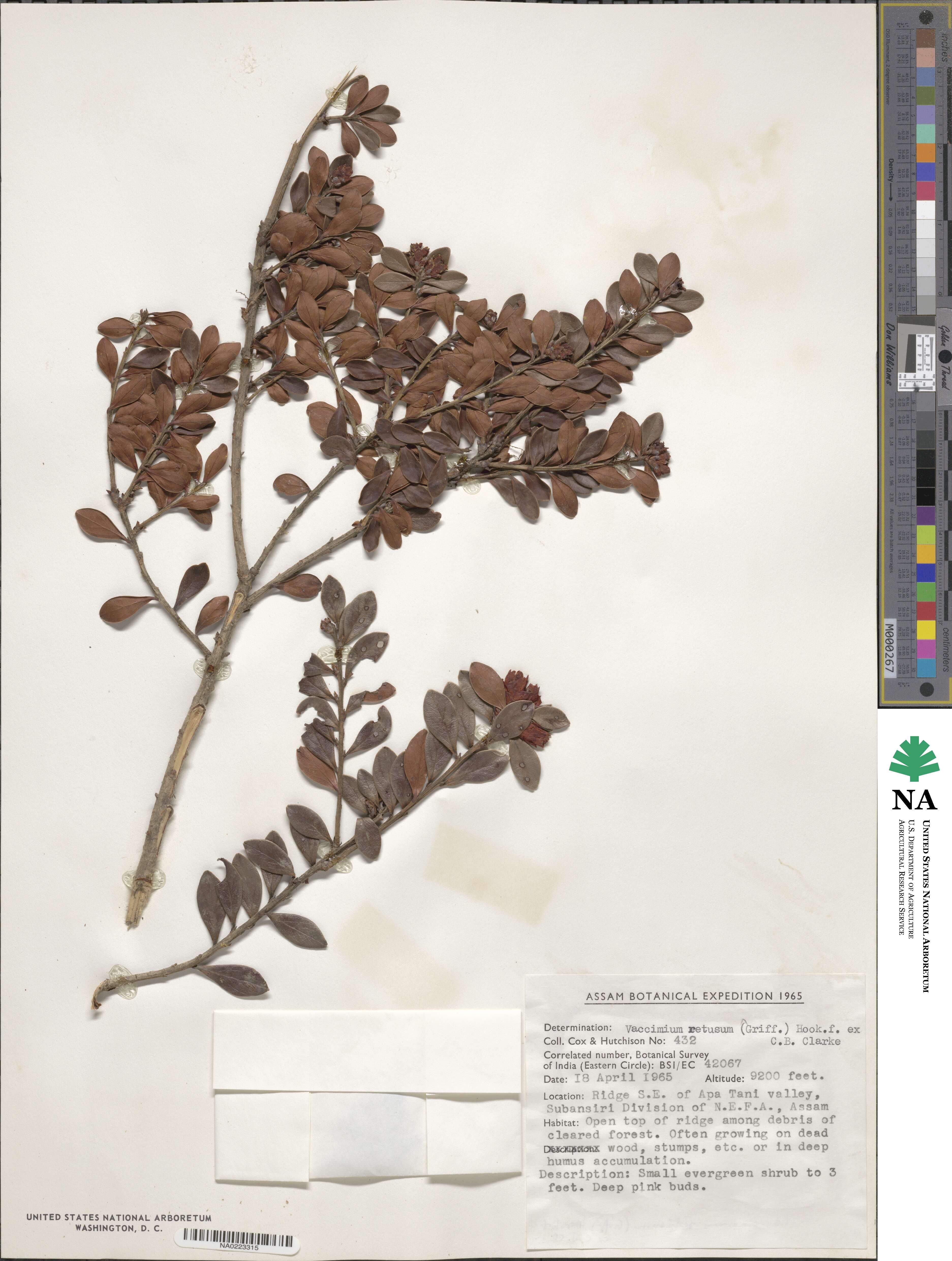 Vaccinium retusum image