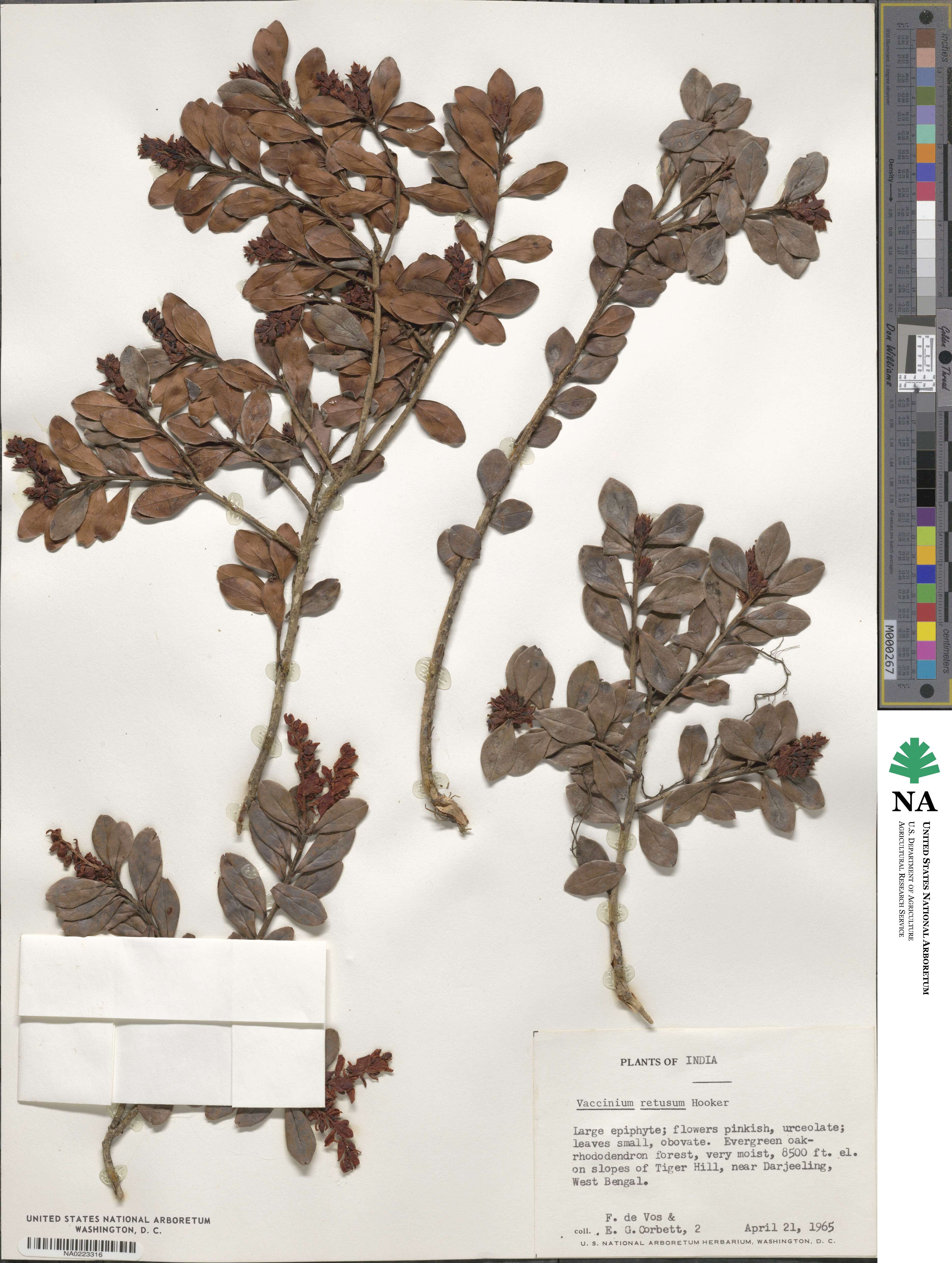 Vaccinium retusum image