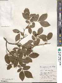 Vaccinium smallii image