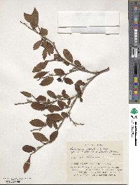 Vaccinium smallii image