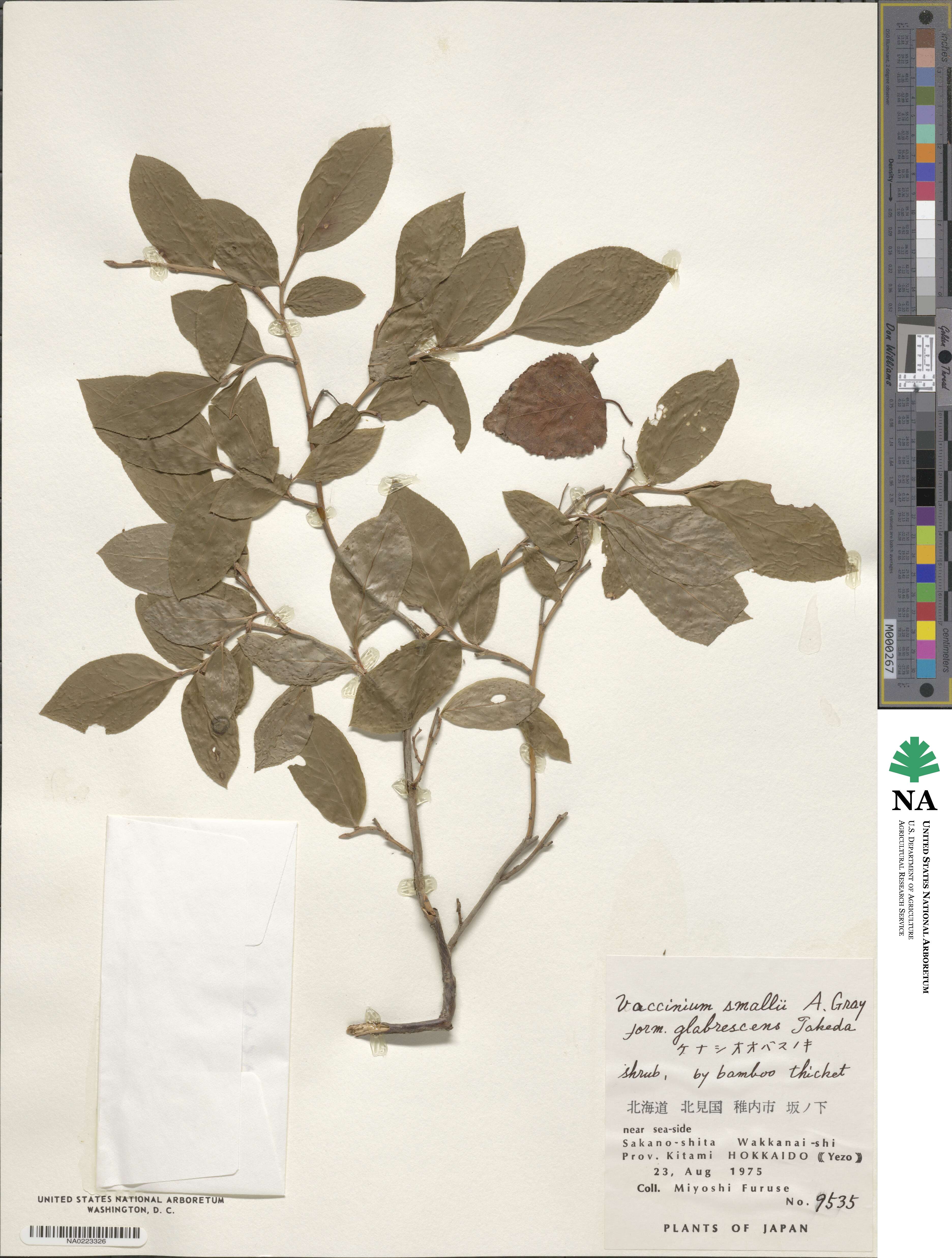 Vaccinium smallii image